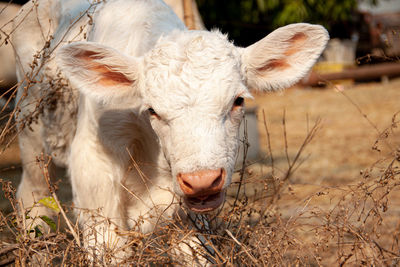 Close-up of sheep on field