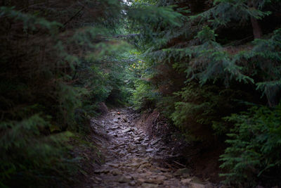 Dirt road amidst trees in forest