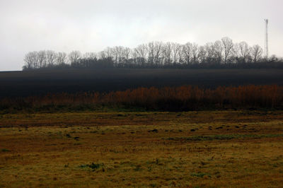 Bare trees on grassy field