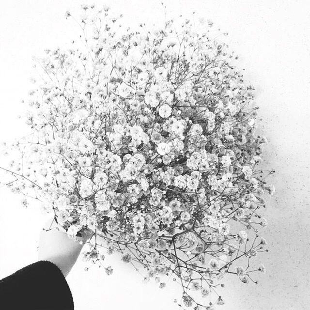 Babysbreath