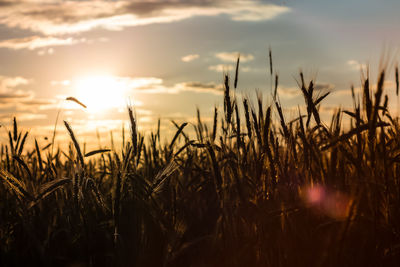 Close-up of stalks in field against sunset sky