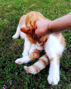 Full length of a cat