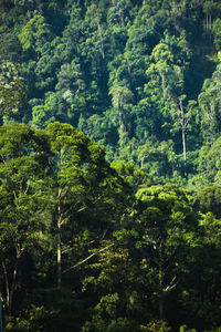 High angle view of trees in forest