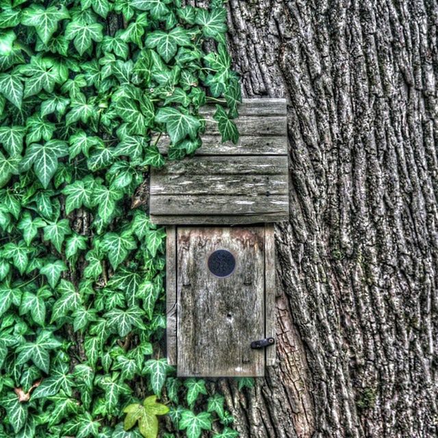 wood - material, textured, green color, wooden, growth, close-up, pattern, wood, plank, full frame, built structure, tree, backgrounds, outdoors, protection, ivy, old, tree trunk, no people, day