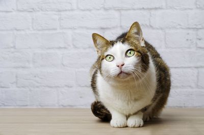 Close-up of cat looking away while sitting on table against wall