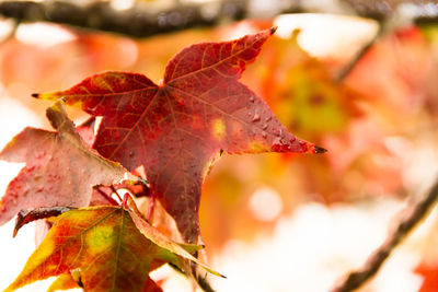 Close-up of maple leaves