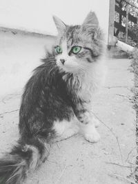 Portrait of cat