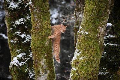 Low section of cat on tree trunk