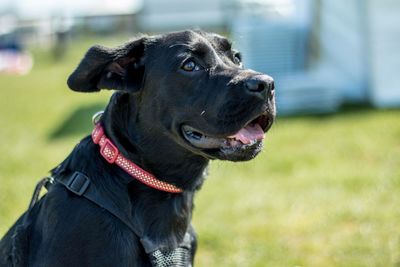 Close-up portrait of black dog