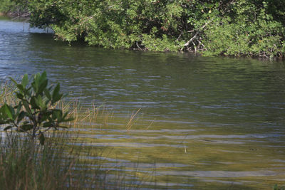 Scenic view of lake