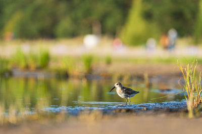 Sandpiper feeds along the shores of baltic sea before autumn migrating to southern