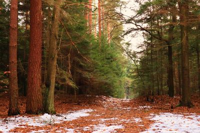 Scenic view of forest during winter