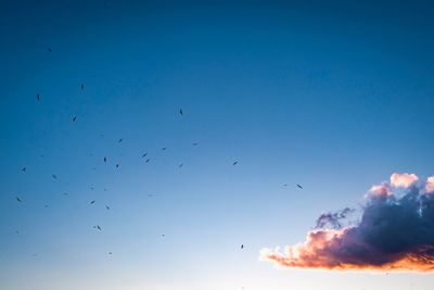 Low angle view of silhouette birds flying against clear sky