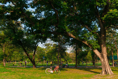 Trees in park