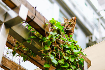 Low angle view of a cat