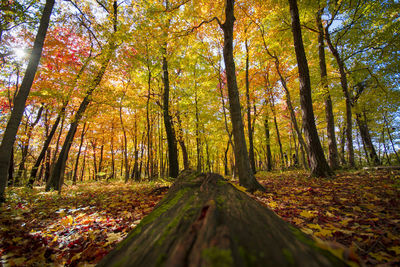 Trees in forest