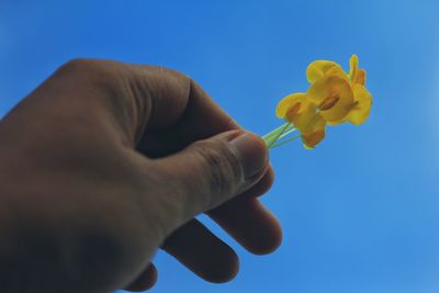 Close-up of hand holding yellow flower against clear blue sky