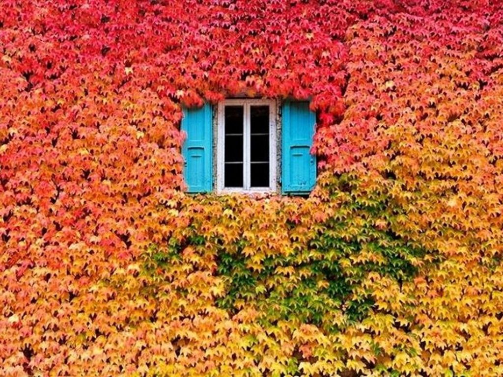 window, building exterior, architecture, built structure, house, growth, plant, day, nature, no people, residential structure, grass, blue, outdoors, red, ivy, green color, tree, wall, field