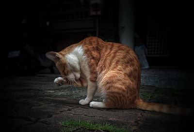 Cat sleeping on footpath