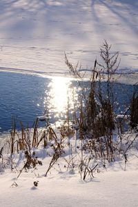 Frozen plants on land against sky