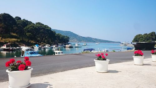 View of plants growing by sea