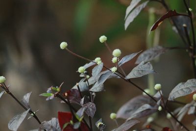 Close-up of flowers against blurred background