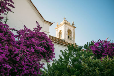 Low angle view of flowering tree