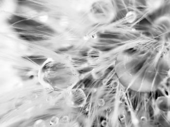 Close-up of wet dandelion against blurred background