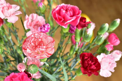 Close-up of pink roses