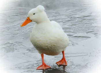 Close-up of bird perching on shore