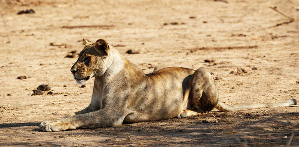 Wild animal  relaxing on a land