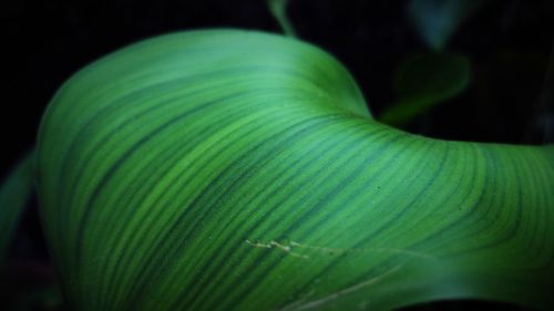 Close-up of green plant