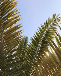 Low angle view of palm tree against sky