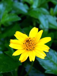 Close-up of yellow flower blooming outdoors