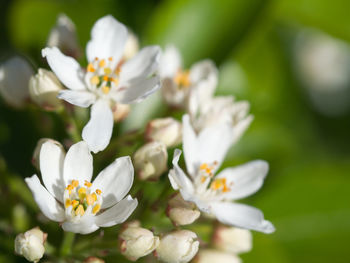 Close-up of white flowers