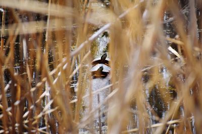 View of birds on land