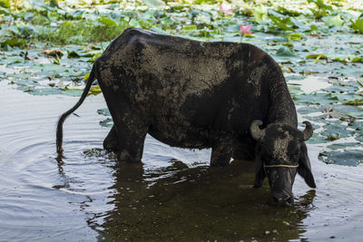 Black buffalo standing in lake water