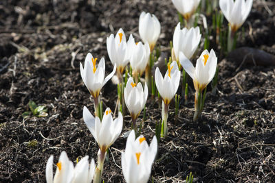 Close-up of white crocus flowers
