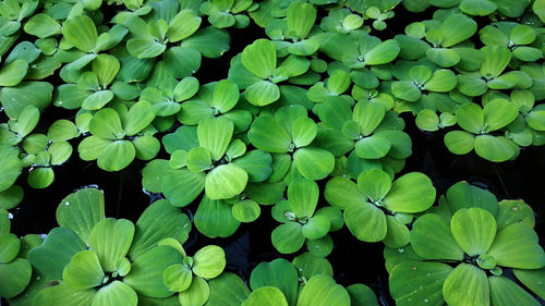 Full frame shot of plants in water. water lettuce in fish pond.