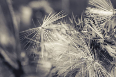 Close-up of dandelion