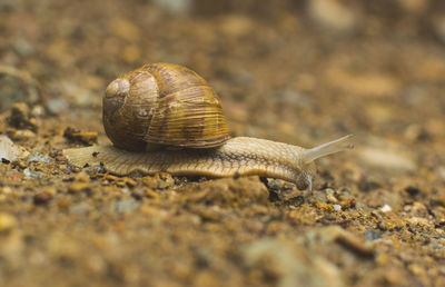 Close-up of snail