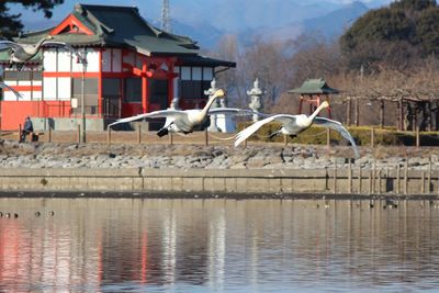 Seagulls flying over lake