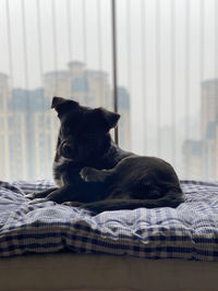 Portrait of a dog resting on bed