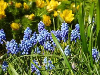 Close-up of purple flowering plants on field