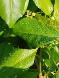 Close-up of wet plant leaves