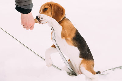 Midsection of woman with dog on snow during winter