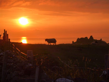 Horses grazing in the sunset