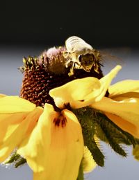 Close-up of honey bee pollinating yellow flower