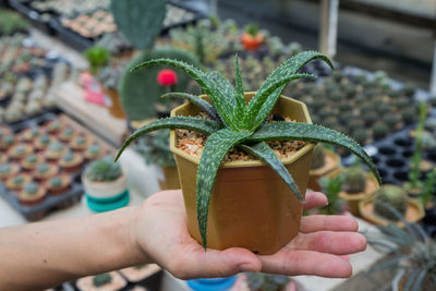 Close-up of hand holding plant