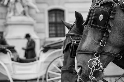 Horse cart in city